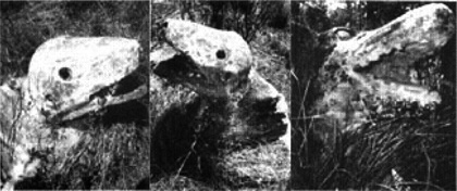Gympie Tiere.jpg