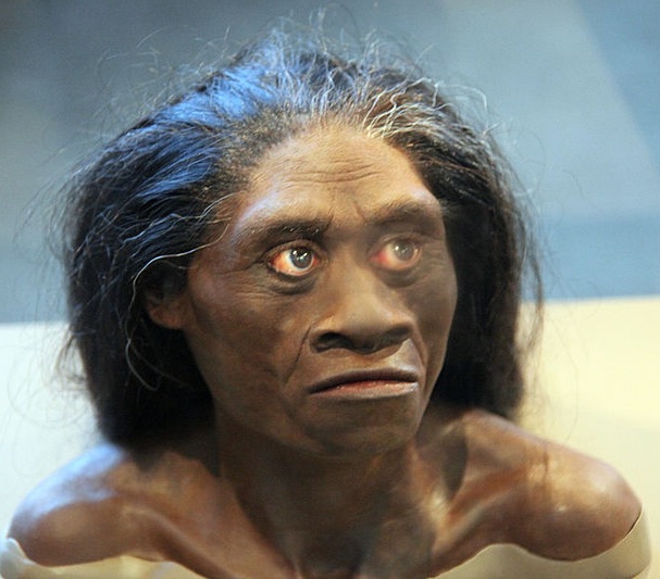 Datei:Homo floresiensis.jpg