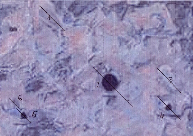 NASA-Impaktvektor.jpg