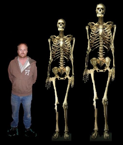 Datei:Skeletons-7-and-8-feet.jpg